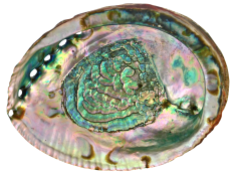 Abalone (n.) ear-shaped marine shellfish, yielding mother of pearl; ear-shell